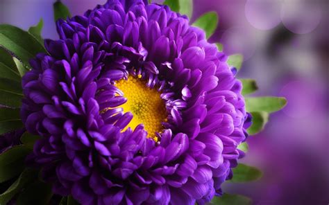 high definition flower images|flower quality image.